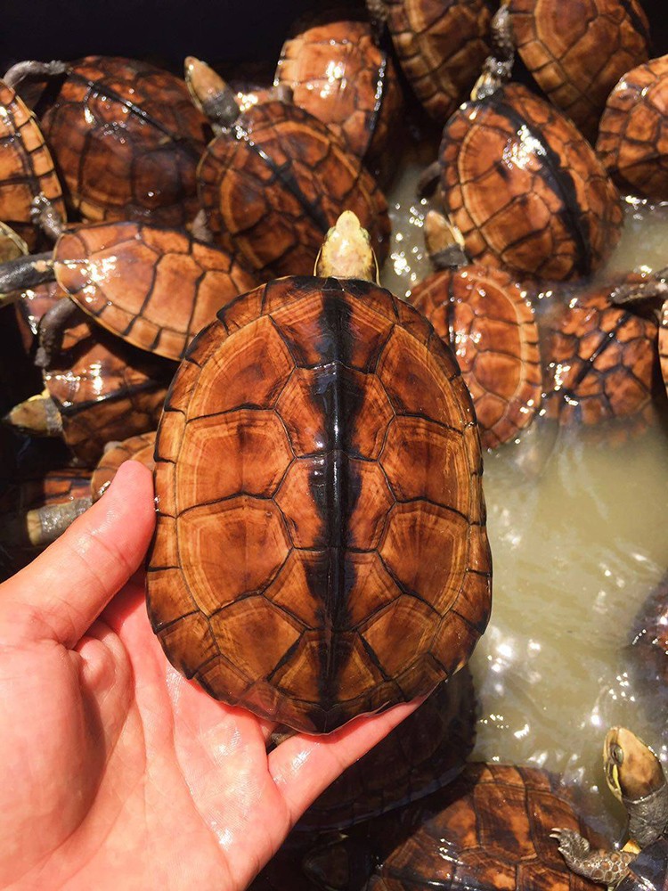 宠物乌龟南石龟活物活体纯种南石乌龟南种石龟大龟南石龟苗长寿宠物