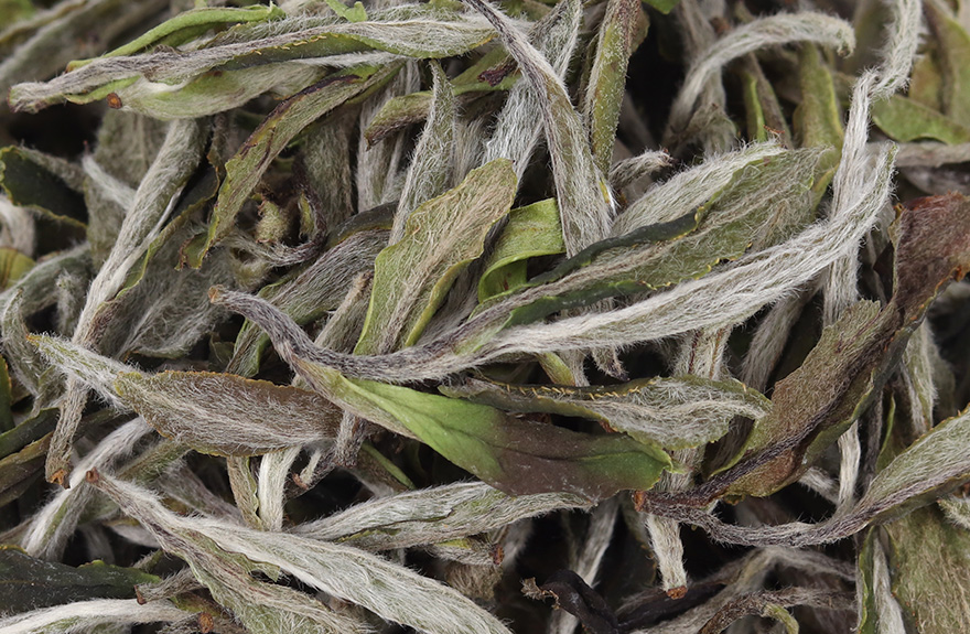 降价拍启茗号2020年荒野白牡丹王芽叶连枝韵味悠长2箱500g福鼎白茶