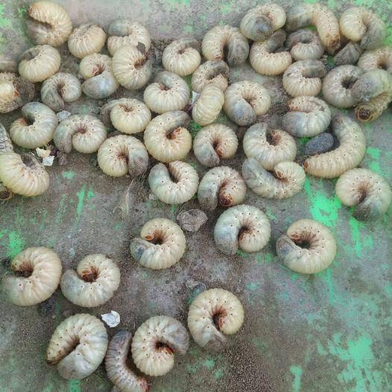 蛴螬 白土蚕 老母虫 核桃虫 野钓鱼饵料 地蚕 蚯蚓鸟乌龟饲料 200只