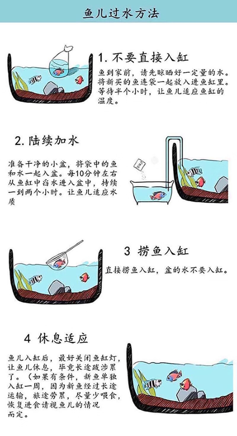 红白泰狮黑泰狮菠萝泰狮冷水淡水鱼家养办公室庭院风水鱼包活-岚黛 7