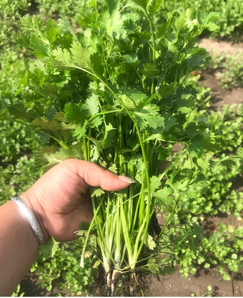 四季大叶香菜种子 野生香菜种子 耐寒秋冬播种香味浓周期短易活室内外