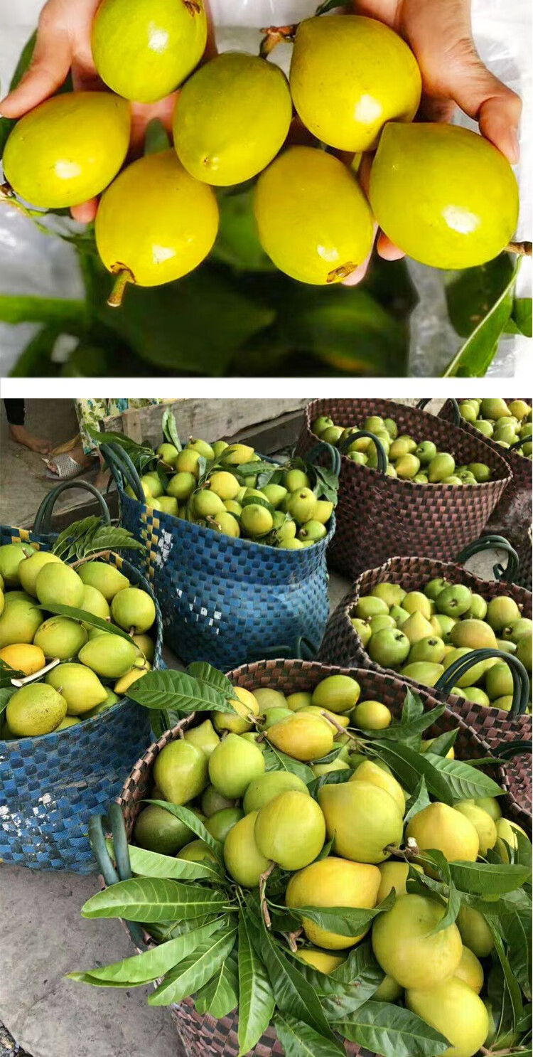 蛋黄果苗台湾鸡蛋果仙桃树苗新奇水果苗盆栽庭院植物四季当年结果