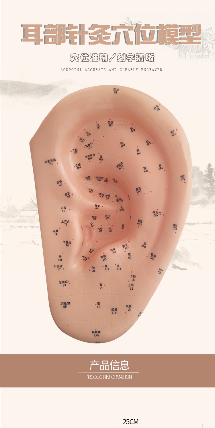 丰帆大号耳部针灸穴位模型40cm耳朵耳针穴位教学模型耳穴中医用