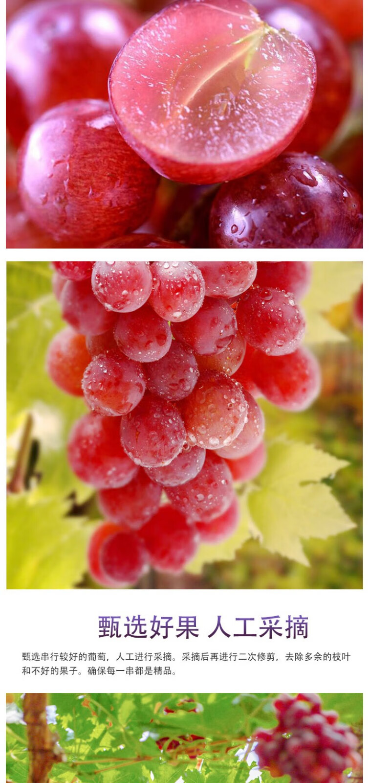 (顺丰)新疆玻璃翠葡萄玻璃翠新鲜水果当季整箱5斤无核脆甜红提子整箱