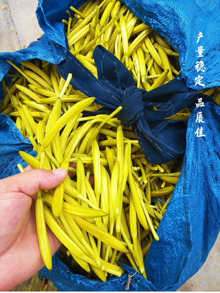 寿禾黄花菜种子种苗四季播种哈金龙黄花菜种子50粒3袋