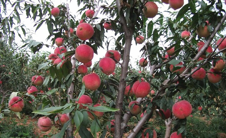 嫁接桃树苗 黄桃桃树苗 桃树苗水蜜桃树苗五月红油桃嫁接树苗当年结果
