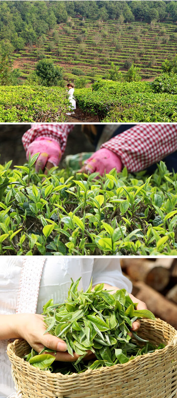 滇湘2022新茶 碧螺春绿茶 茶叶 明前绿茶 云南大渡岗滇绿茶叶礼盒装