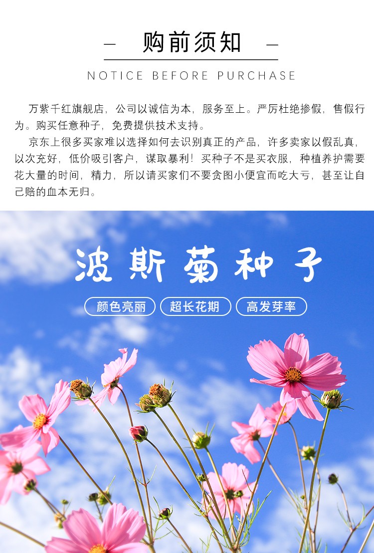 种子格桑花四季易种百日草野花组合硫华菊金鸡菊花籽易活开花不断花
