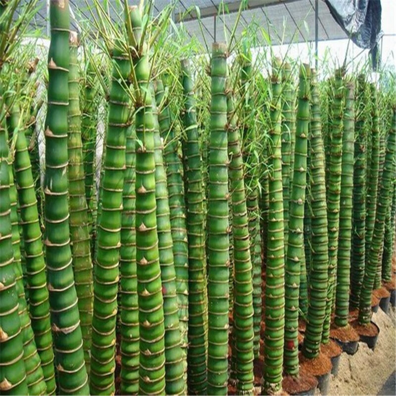 诺耕 佛肚竹罗汉竹苗竹子佛肚竹盆景苗绿植佛肚竹大佛肚竹盆栽苗 大