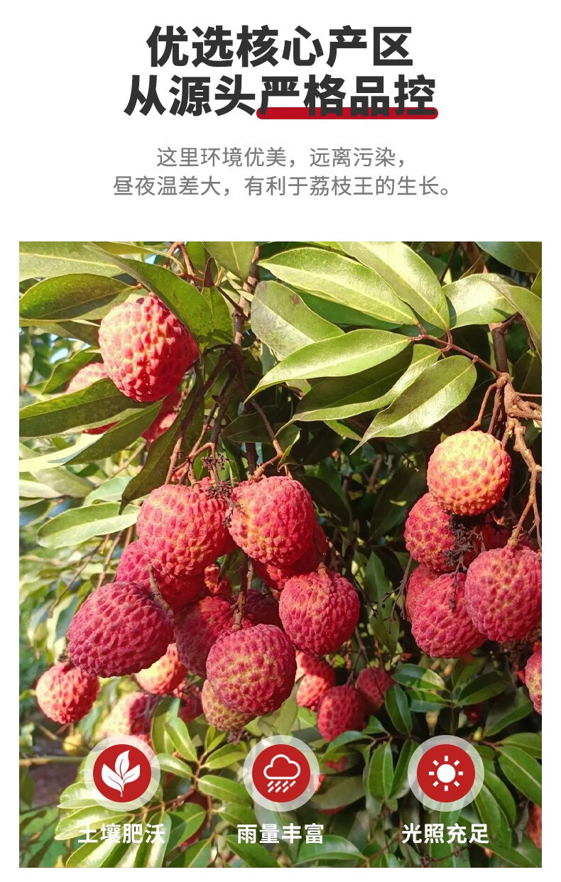 荔枝王蜜丁香新鲜水果顺丰空运 2250g 特大果【图片 价格 品牌 报价】