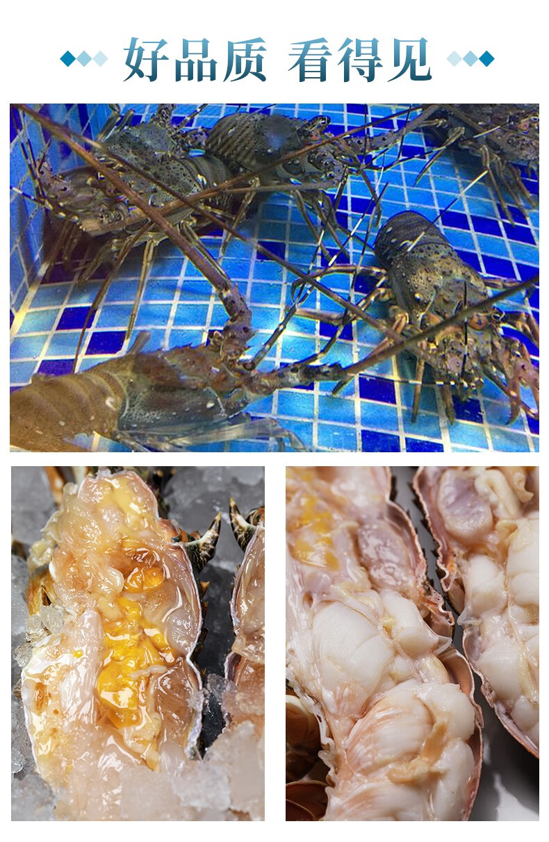 【活鲜】鲟食 鲜活小青龙虾鲜活大龙虾 生鲜澳洲龙虾 海鲜水产活虾