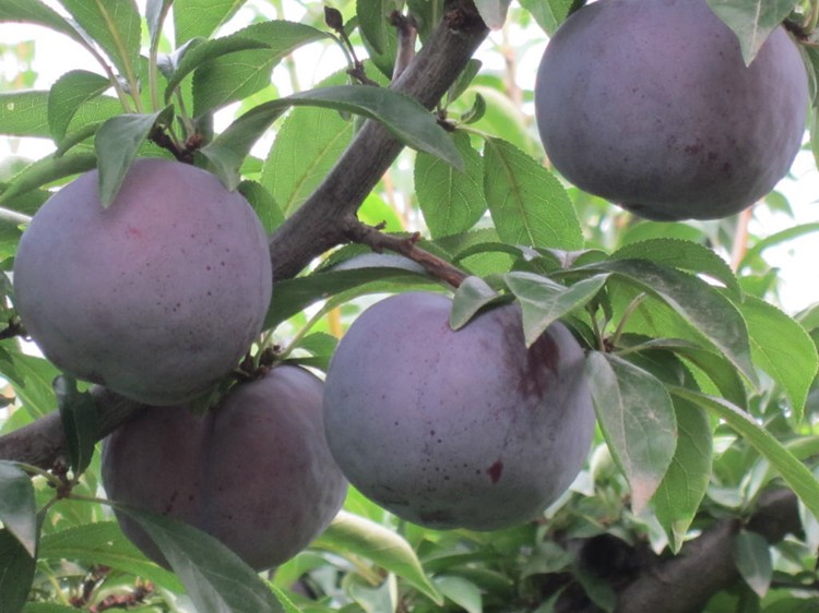 荷兰巨型黑李树苗大果晚熟黑霸王李子果苗嫁接超甜抗寒南北方种植5年