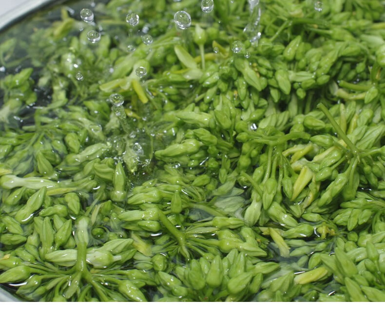 夜来香食用新鲜 夜香花 月见草煲汤煎饼西餐装饰食材 顺丰 2斤【图片