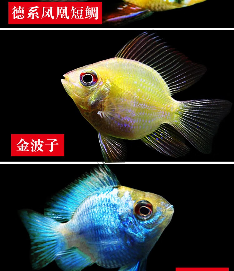 热带观赏鱼活体短鲷金波子荷兰凤凰阿凡达宝蓝球龙纹玻利维亚福利1