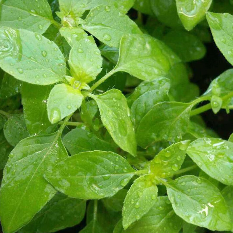 新鲜荆芥菜 现摘现发带根大叶荆芥 茎芥调味菜冰鲜蔬菜大菜园河南特产