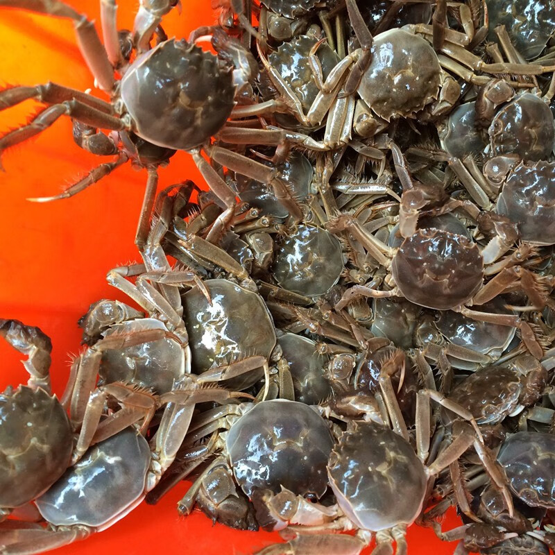 顺丰发货全母蟹鲜活小螃蟹大菜园醉蟹河蟹毛蟹四元蟹25只