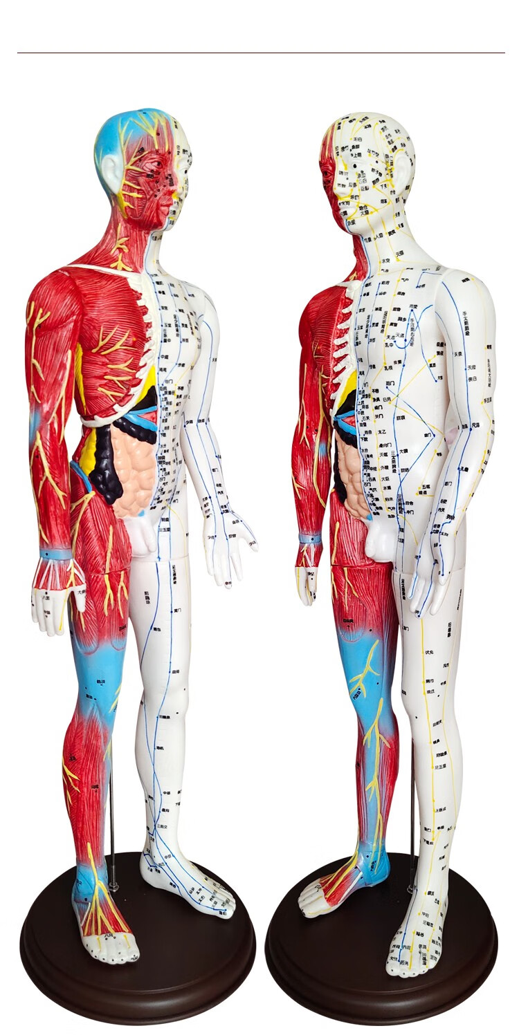 丰帆 半皮半肌肉人体穴位模型经络按摩 男女针灸中医教学小人刻字