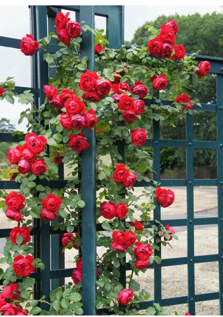 【虹越】进口藤本月季6l盆栽苗 弗洛伦蒂娜 德国科德斯月季庭院玫瑰