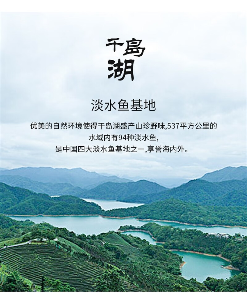 轻恋 正宗千岛湖鱼头 胖头鱼 新鲜活鱼 鳙鱼 活体鲜活大头花鲢 胖头