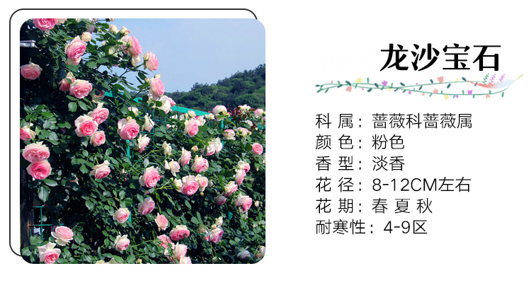 大花月季小苗批发