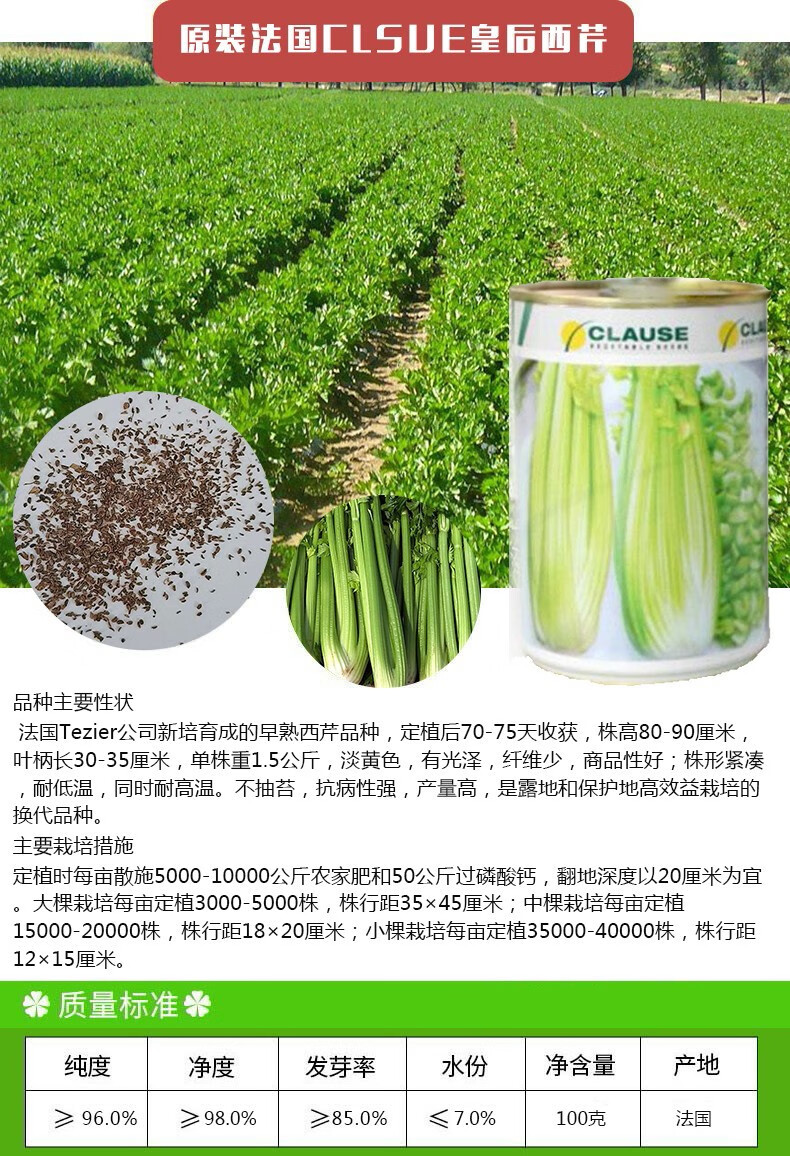 凤鸣雅世 皇后西芹种子法国clsue公司进口芹菜种孑籽大田种籽四季蔬菜