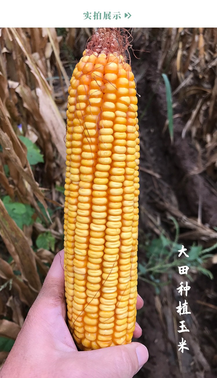 寿禾 郑单958玉米种子高产矮大棒批发包谷饲料杂交种家庭种植庭院大田