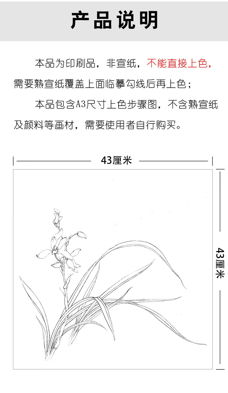 李曉明工筆畫白描底稿蘭花小品原作大小4343釐米花鳥線稿帶a3步驟圖及