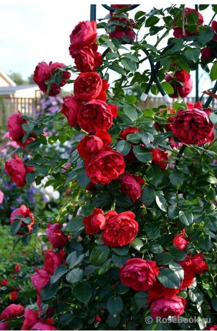 【虹越】进口藤本月季6l盆栽苗 弗洛伦蒂娜 德国科德斯月季庭院玫瑰