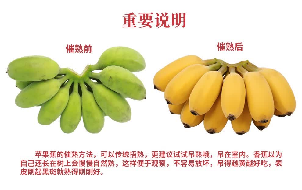 东莞馆香蕉苹果蕉小米蕉芭蕉粉蕉新鲜水果粉蕉5斤装