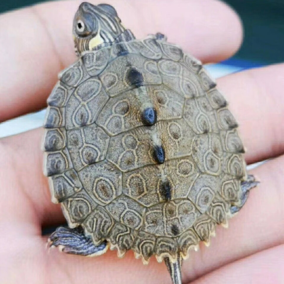 萌龟饲家地图龟活体招财龟观赏龟外塘深水龟小乌龟宠物乌龟活物45厘米