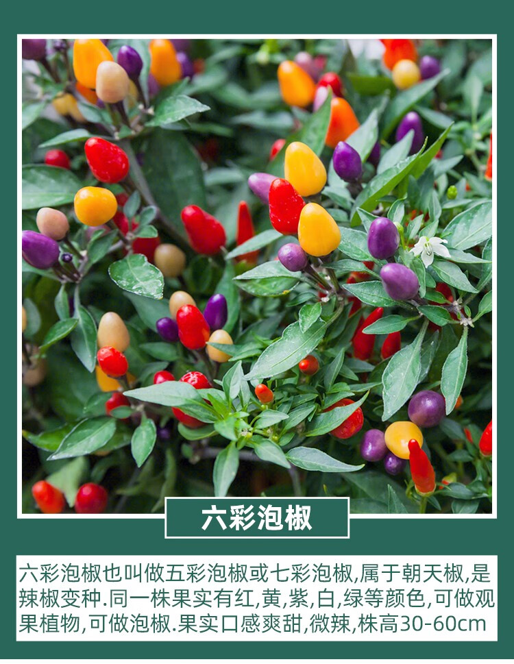 神禾七彩椒苗种子五彩泡椒辣椒苗秧苗多彩小尖椒种子1g约280