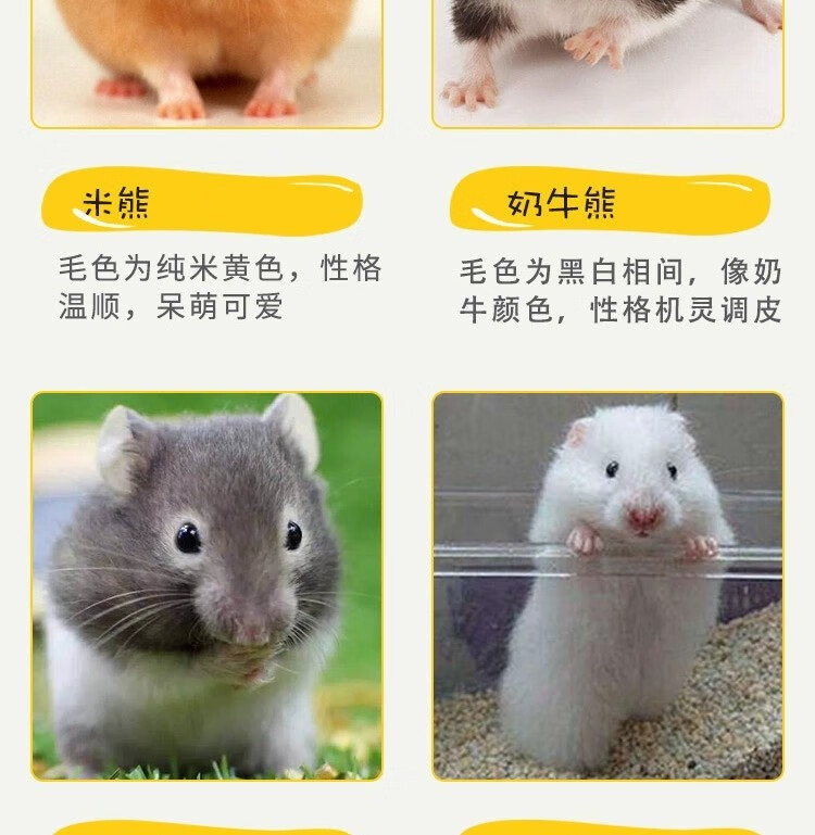 金丝熊活体仓鼠活体宠物鼠活物金丝熊仓鼠活物宠物鼠虎纹米熊活体宠物
