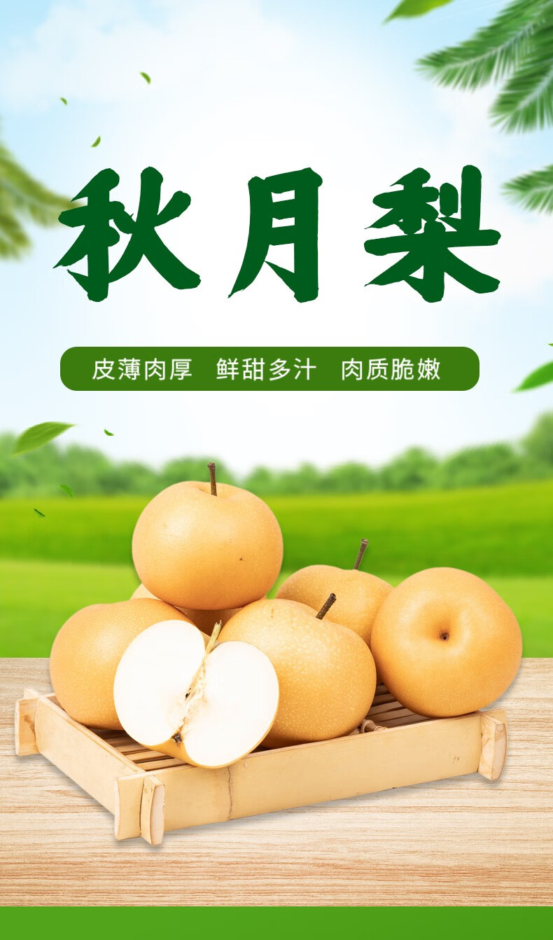 中荔 山东精选新鲜羊脂秋月梨冰糖梨皮薄多汁新鲜水果 5斤 大果6个