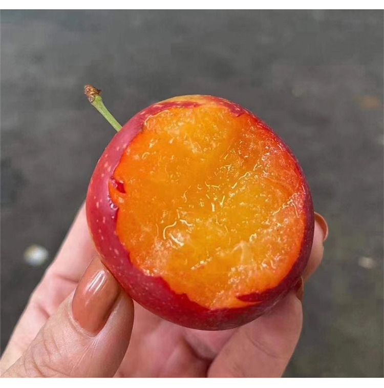 新鲜樱桃李爆甜多汁时令孕妇水果李子洋李子500g