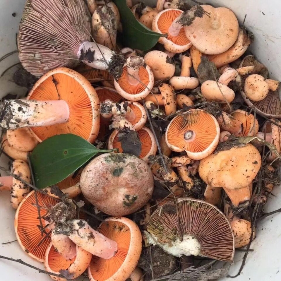 花客悦 【顺丰空运】寒菌野生湖南新鲜枞树菌乌枞菌雁来蕈雁鹅菌三九