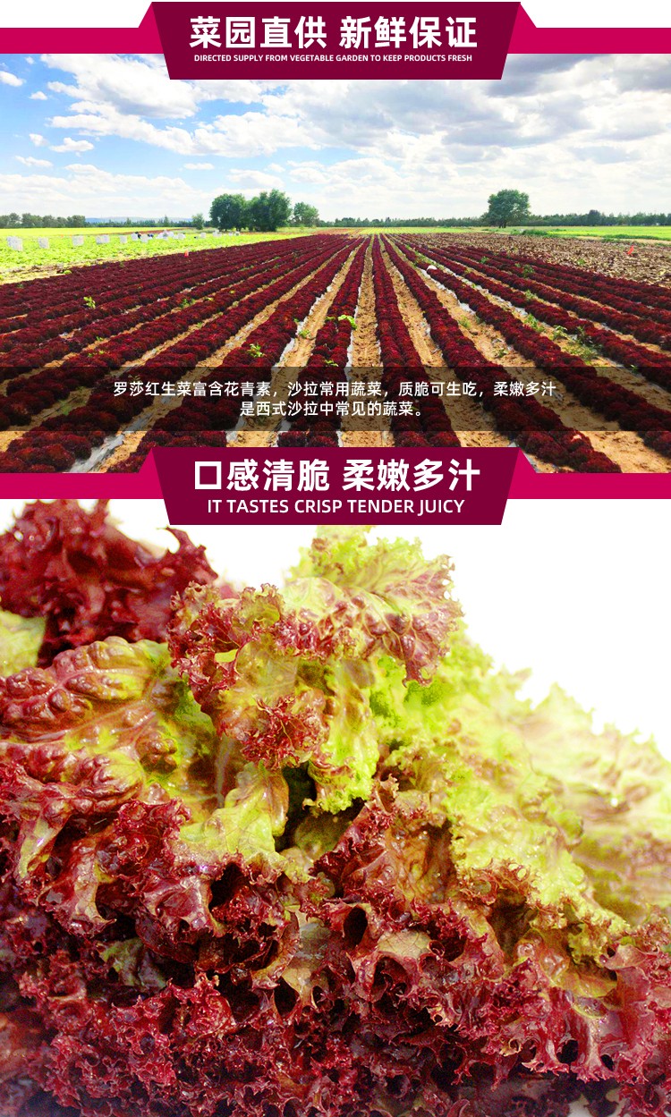 【顺丰】新鲜红叶 生菜紫叶 罗莎红生菜 西餐蔬菜 紫生菜 500g