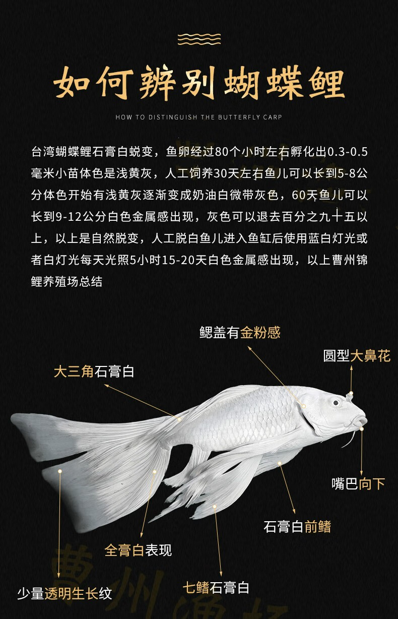 包损活体台湾蝴蝶鲤小鱼苗鱼淡冷水长尾小鱼苗金鱼短身球型贵妃纯种