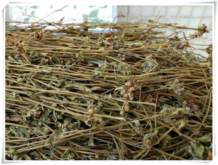 谷草天香炉中药材大香炉 新货 500g 天吊香 仰天盅 仰天钟【图片 价格