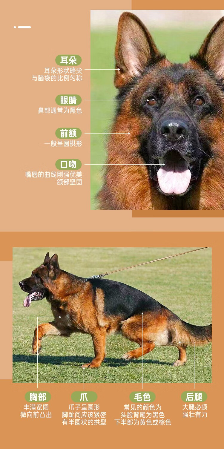 纯种德牧幼犬狗狗活体宠物狗幼崽德国牧羊犬德牧西德东德警犬军犬弓背