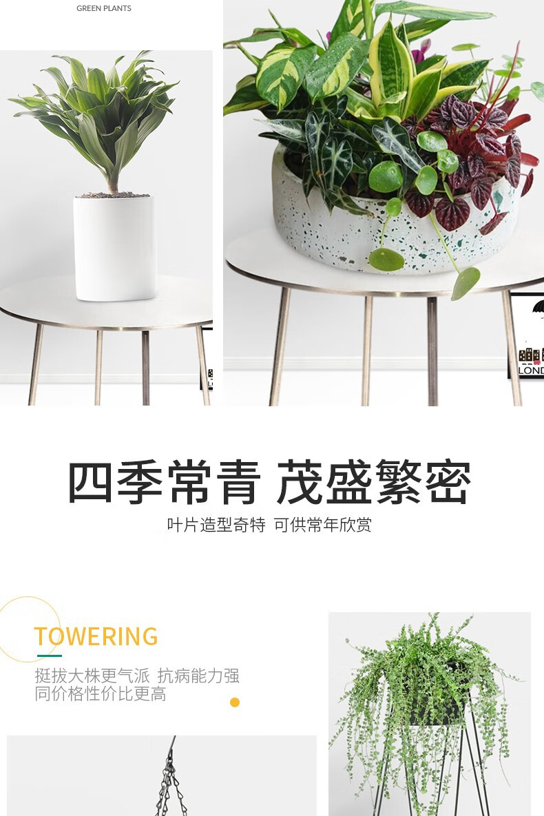 送货上门绿萝盆栽室内吸甲醛净化空气植物花卉水培绿植吊兰大绿萝小