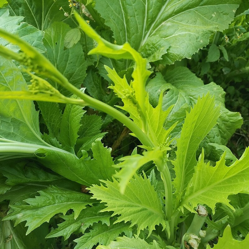 青菜苔 新鲜野腊菜苔 冲菜苔 蔬菜春菜 苦腊菜 腊