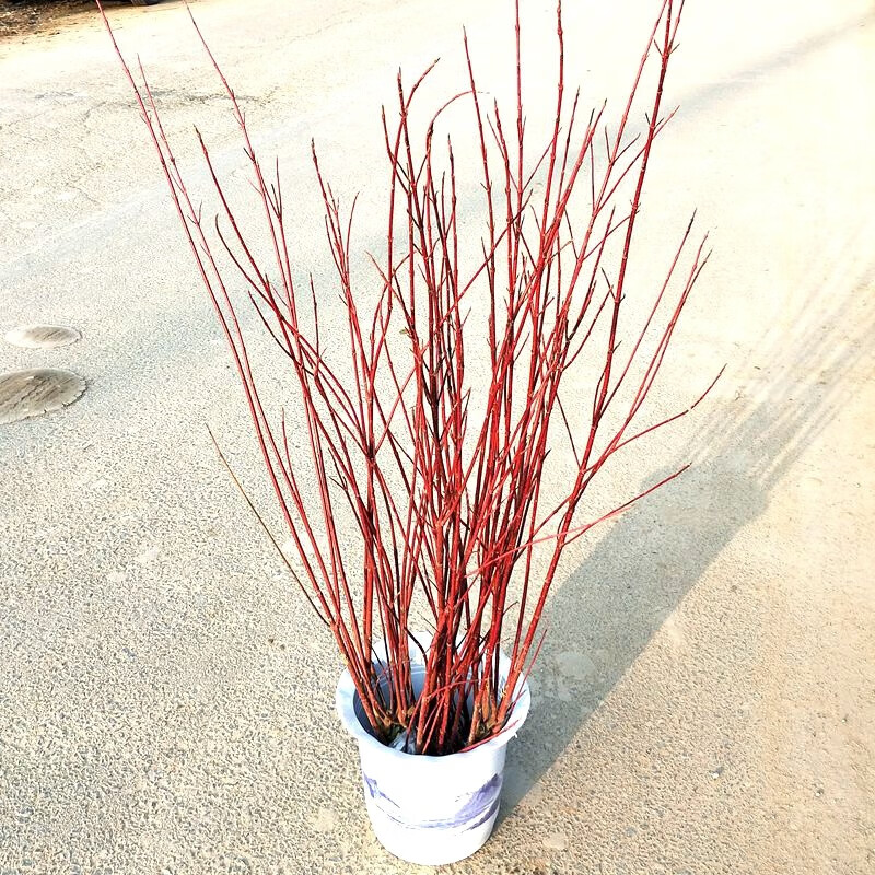 红瑞木树苗红杆麻球红柳枝条绿化苗木红柳枝户外庭院植物绿化苗木