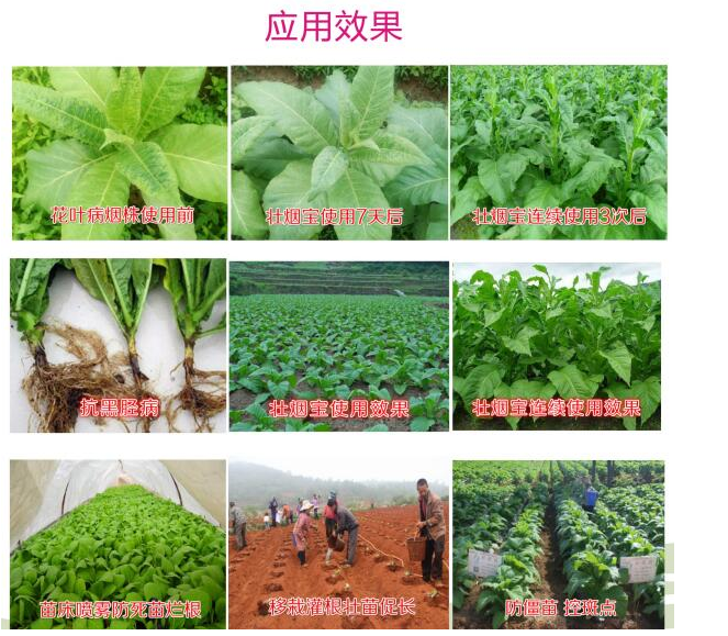 壮烟宝 防控烤烟病毒病 黑胫病 花叶病 促开片 控