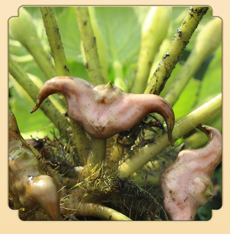 洪湖老菱角 新鲜生吃当季水果蔬菜即食凌棱角米种现摘大小野生老菱角