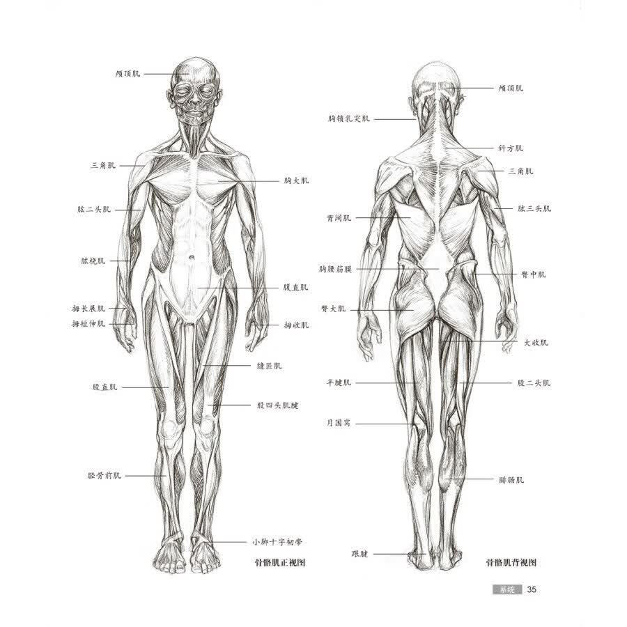 《艺用人体解剖 萨拉·西蒙伯尔特著 英国dk图书 人体形态结构运动学