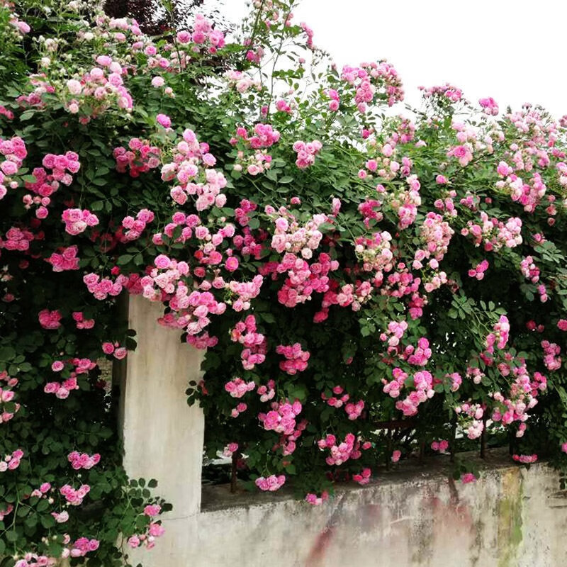 正宗红花蔷薇花苗粉团蔷薇网红爬藤植物易活耐寒庭院围栏花园花卉 粉