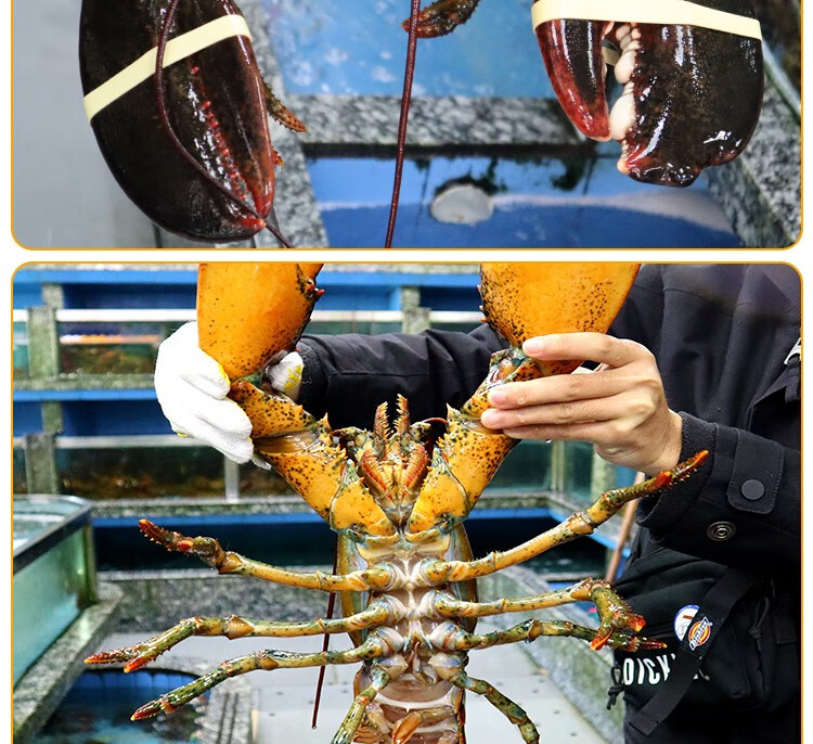 活鲜波士顿龙虾鲜活海鲜水产大龙虾加拿大波龙鲜活虾类生鲜包活到家