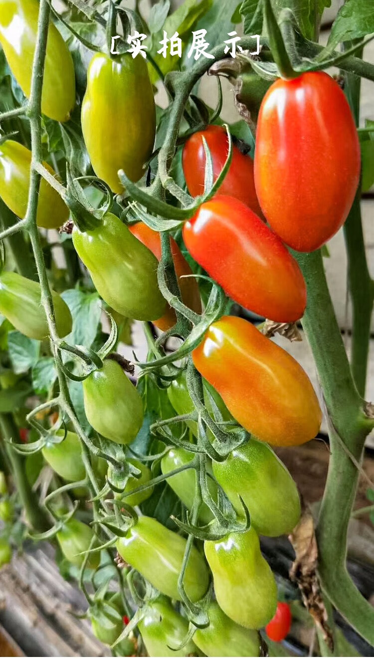 寿禾 花生柿子番茄种子/种苗 香蕉奶油超甜樱桃小西红柿串收特色阳台