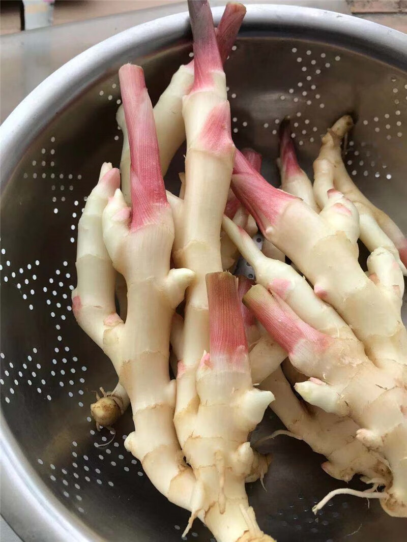 嫩姜 新鲜生姜 红芽姜 五指姜 仙女姜 泡醋姜 四川现挖红芽子姜 2.