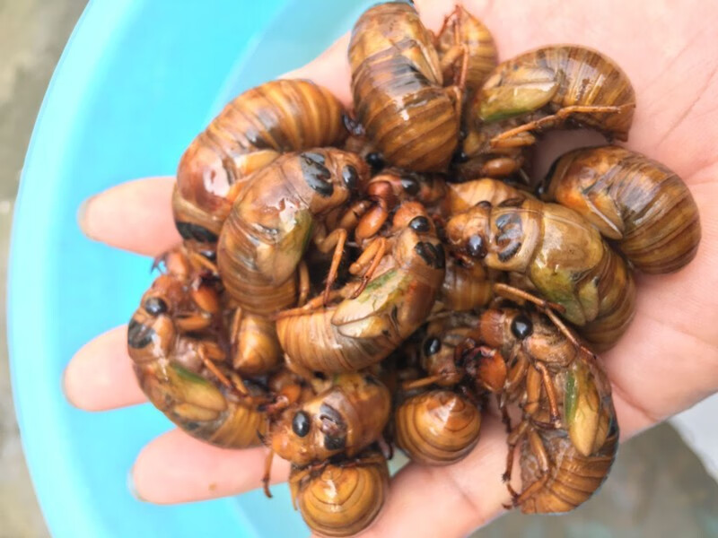 轻恋顺丰新鲜知了猴金蝉爬叉蝉金蝉子知了龟唐僧肉山东特产1kg2斤